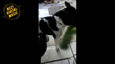 Funny Videos Dog, Flokinho playing on the terrace