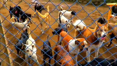 Dog / Dogs Video / Funny Dog Video / Dogs Farm