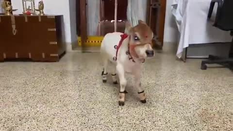 Cute baby cow.