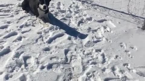 Black and white dog plays goalie and blocks soccer ball from going into goal