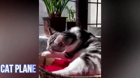 Cute & Funny Cat Videos To Keep You Smiling 2021