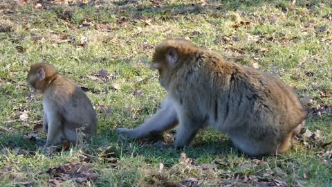 Barbary Macaque Barbary