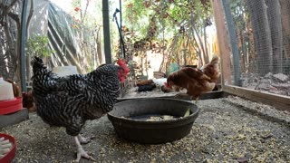 Backyard Chickens Fun Relaxing Video Sounds Noises Hens Roosters!