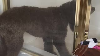 Crazy puppy steps into running shower to take a shower!