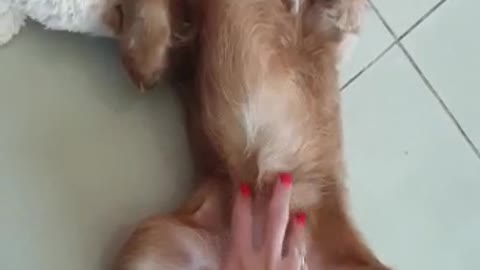 She loves very much when her belly is scratched)