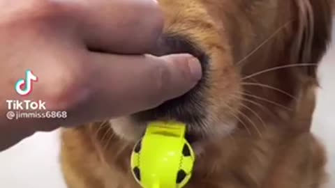 That's how a dog learns to blow a whistle
