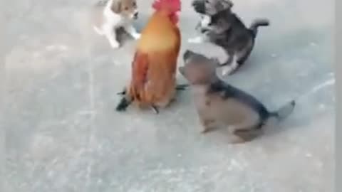 Funny chicken and dog fighting