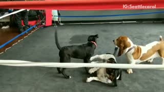 Three small dogs fighting in boxing ring