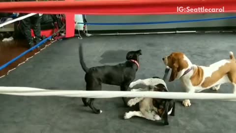 Three small dogs fighting in boxing ring