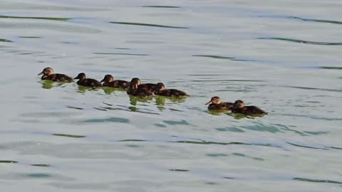 Cute little ducks swimming by a river / Ducklings in the big river.