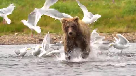 Grizzly Bears: The Drama of the Alaskan Salmon Run | Alaska 🌎 🇺🇸 | Wild Travel | Robert E Fuller