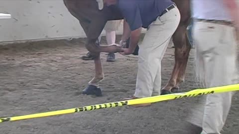 PERFORMANCE TENNESSEE WALKING HORSE FULL INSPECTION PROCESS