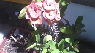 Linda planta coroa de espinhos na floricultura, ela tem flores! [Nature & Animals]