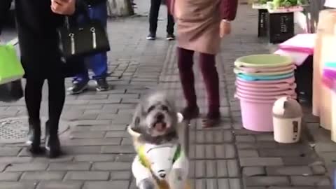 Watch: A super intelligent dog This dog can walk like humans, and perform human tasks.