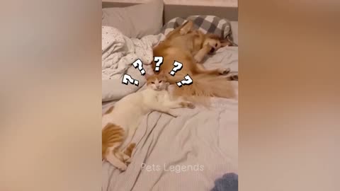 Funniest cats and dogs must watch