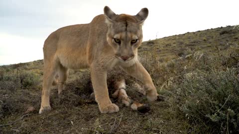 Wild Puma Covers Her Meal in Patagonia, Chile