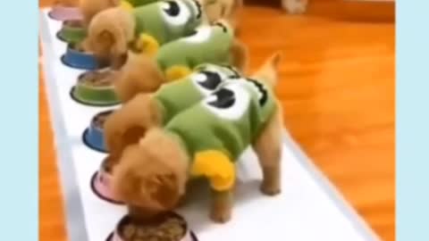 Cute baby puppies eating food