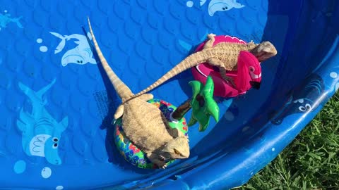 Bearded Dragons throw themselves a pool party!
