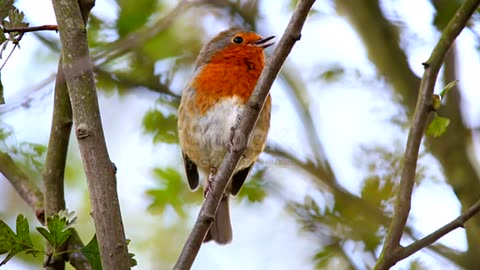 Robin Bird 🐦 Forest video