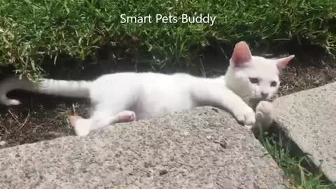 Very Funny Cat Video