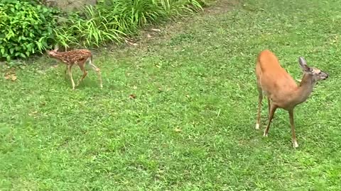 🦌 Deer & fawn get some Sunday morning exercise ✝️ 🇺🇸 Lady & 13 day old Scamp NW NC High country