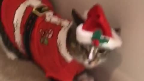 Fat Kitty Hates Her Santa Suit