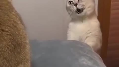 Funny Cats Video.