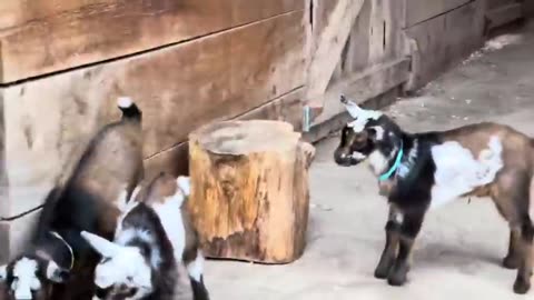 Cute kids, 24 Curious goat kids!