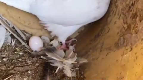 Pigeon bleaching directly