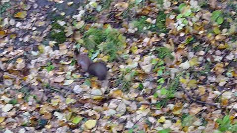Squirrel runs in the park