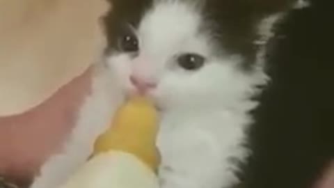 Rescue Kitten Wiggles His Ears