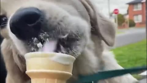 A dog that can drinking