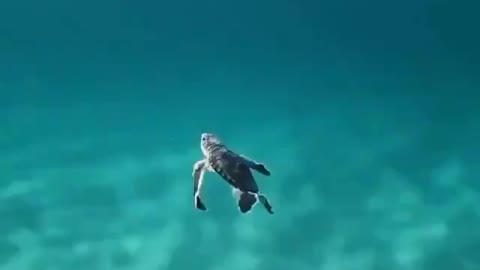 Turtle hatchling swimming peacefully.