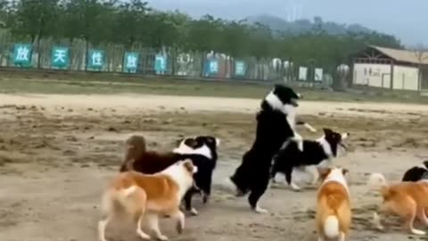 Just funny dogs being funny dogs
