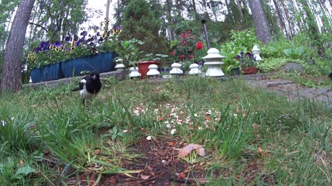 🐿Squirrel dominates over four magpies to defend to eat food on grass outdoor