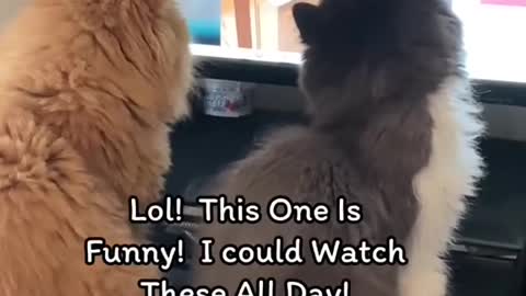 🐱 🐾Try Not To Laugh Challenge:👍 Best Funny Cats And Dogs Of The Month🐱🐾 #Shorts #Trends #CuteCat 🐱