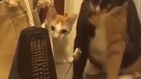 Funny cat video,😵 look at her reaction🤣#shorts