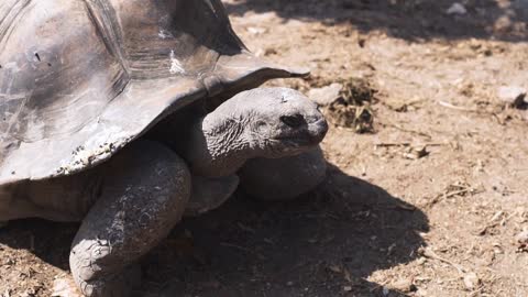 Aldabra giant tortoise in nature. One animal