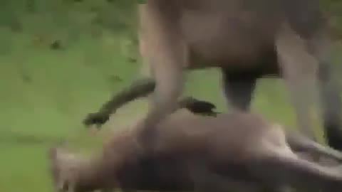 Crazy Kangaroo Fight Knock Out And Put To Sleep