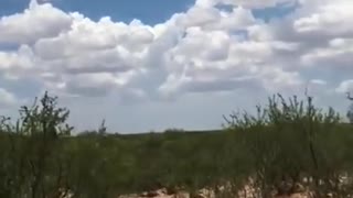 Coyote on a Power Line