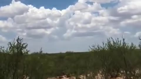 Coyote on a Power Line