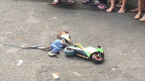 Walking street monkey show, Surabaya. Animal abuse or cultural show?