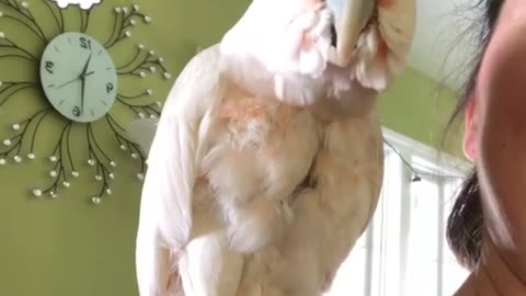 Funny Parrot Playing Well