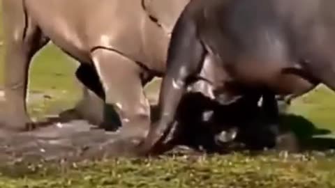 A cow is fighting a rhino. Who do you think is going to win