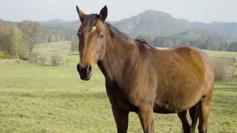 A dark brown horse stand in nature and moves it's tail, looks towards the camera after a while