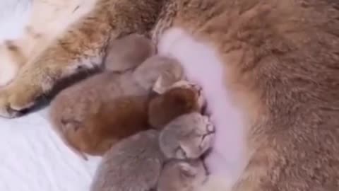 Cat Moms Nursing Their Cute Baby - cat moms nursing their cute baby kittens