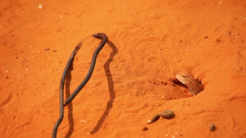 Lizard in sand hole. Reptile in desert environment. Lizard home in desert