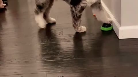 Puppy Stops Playing With Toy To Tell Owner Her Loves Her