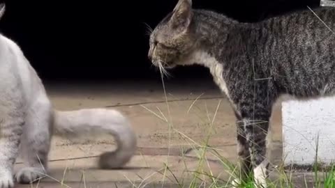 Two real cat fight compilation videos 2021