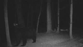 The Woods - 03/07/2021 Bear